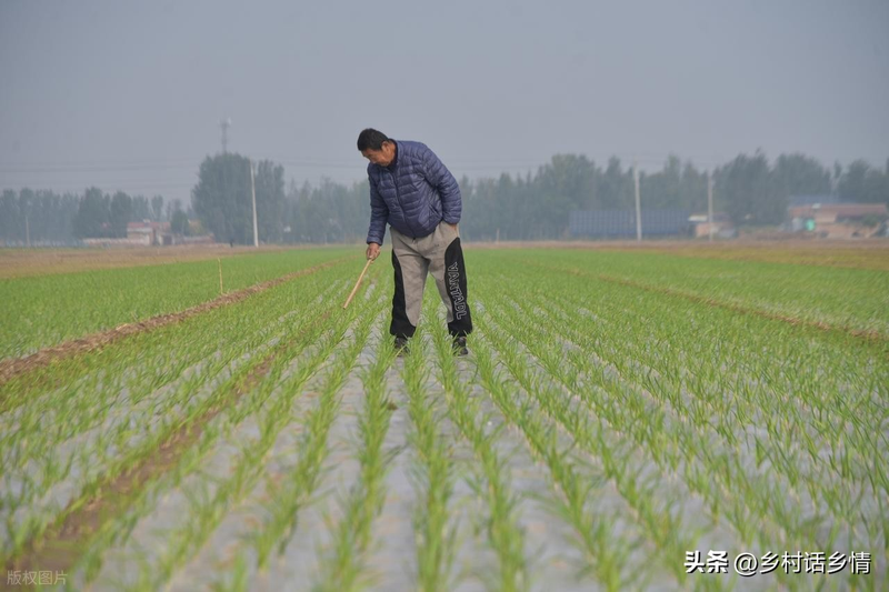 Family garlic farming techniques