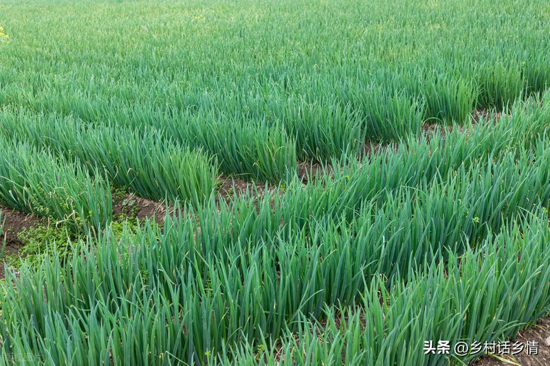 Family garlic farming techniques