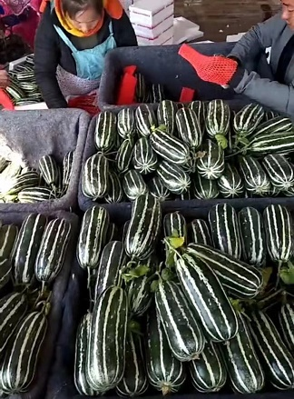 8424西瓜种植技术视频