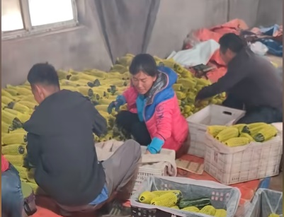 8424西瓜种植技术视频