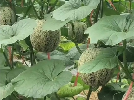 8424西瓜种植技术视频