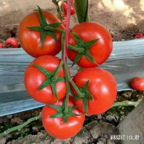 Autumn tomato shed cultivation techniques