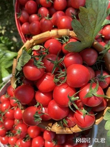 Autumn tomato shed cultivation techniques