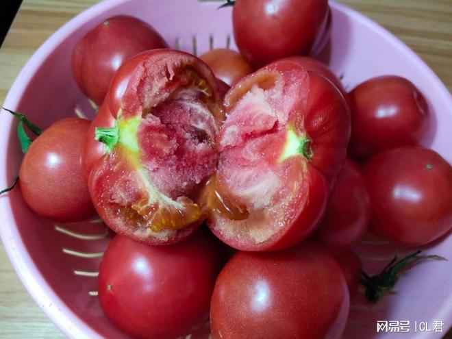 Autumn tomato shed cultivation techniques