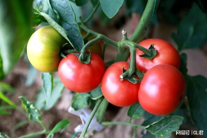 Autumn tomato shed cultivation techniques