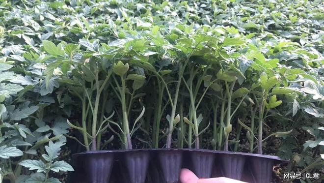 Autumn tomato shed cultivation techniques