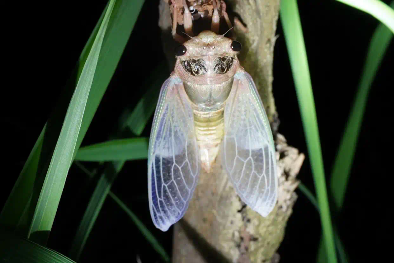 关于蝉的科学小知识