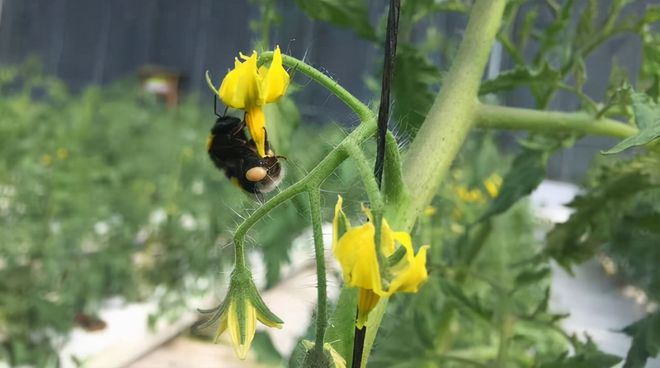 秋延番茄大棚种植技术