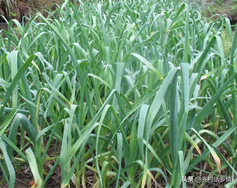 家庭大蒜种植技术