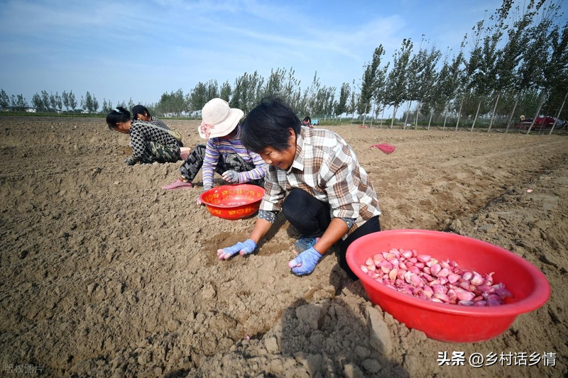 家庭大蒜种植技术