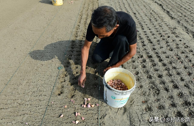 家庭大蒜种植技术