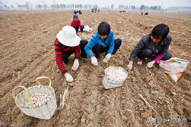 家庭大蒜种植技术