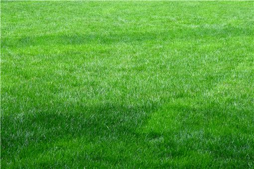 How do you grow grass seeds