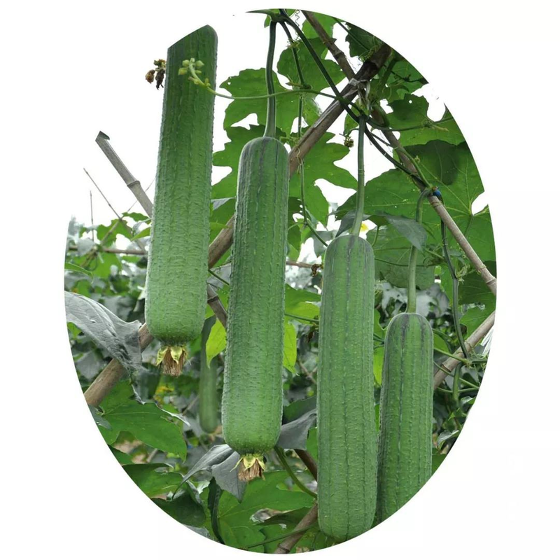 The method of planting meat melon seeds