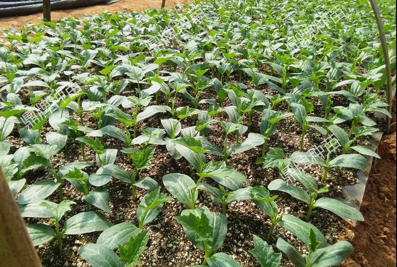 The method of planting meat melon seeds