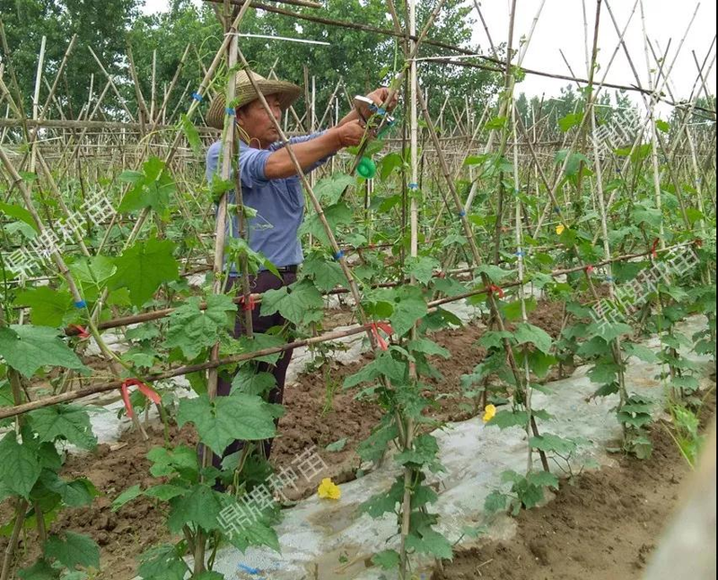 The method of planting meat melon seeds