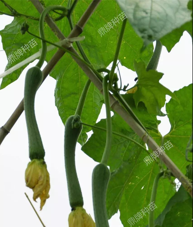 The method of planting meat melon seeds