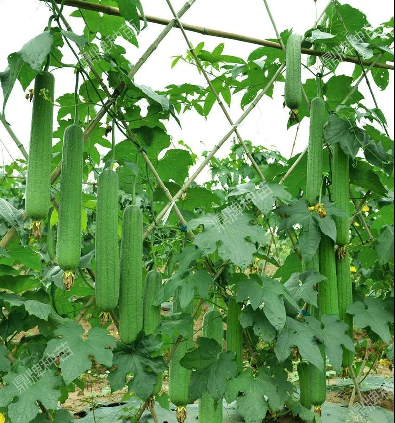 The method of planting meat melon seeds