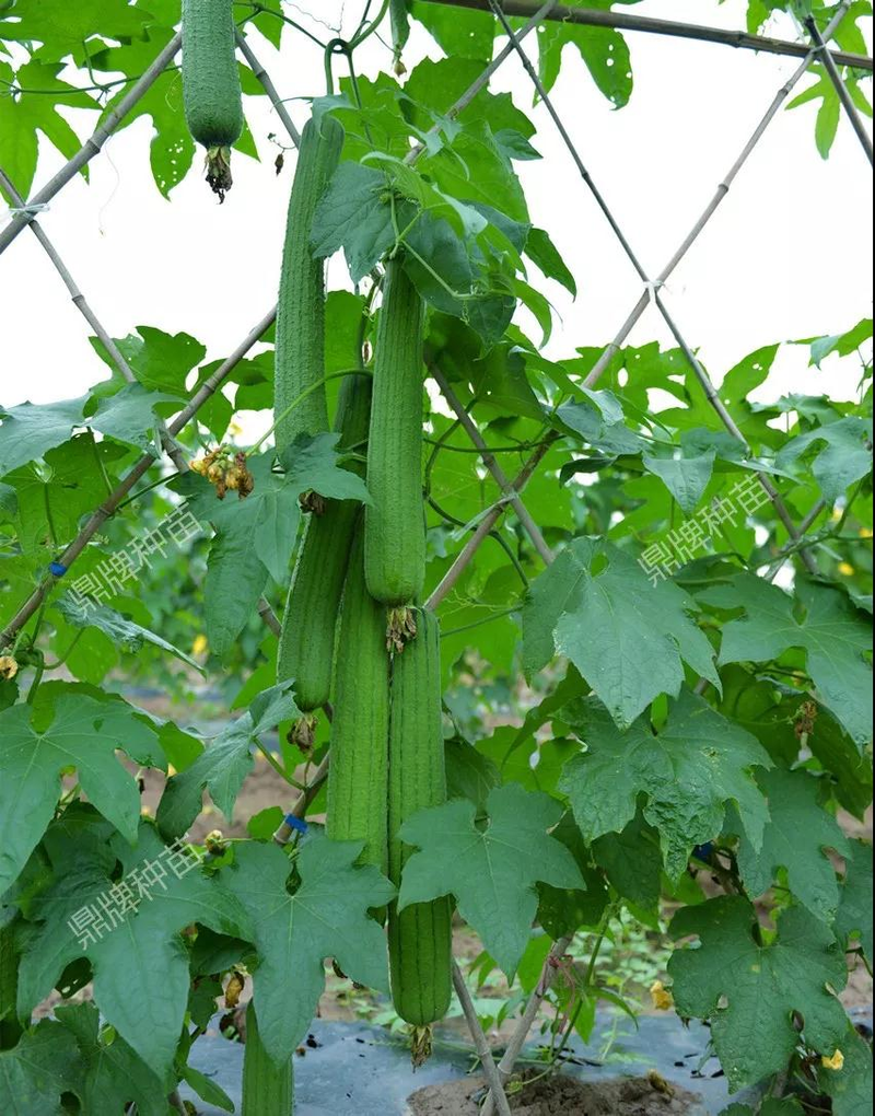 The method of planting meat melon seeds