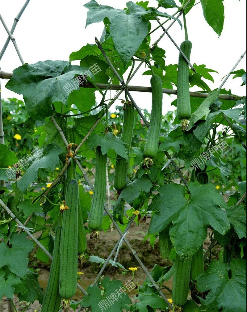 The method of planting meat melon seeds