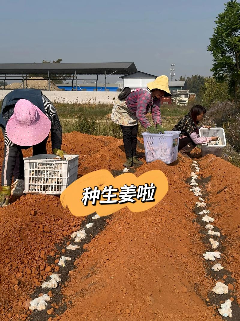 生姜种植技术大全