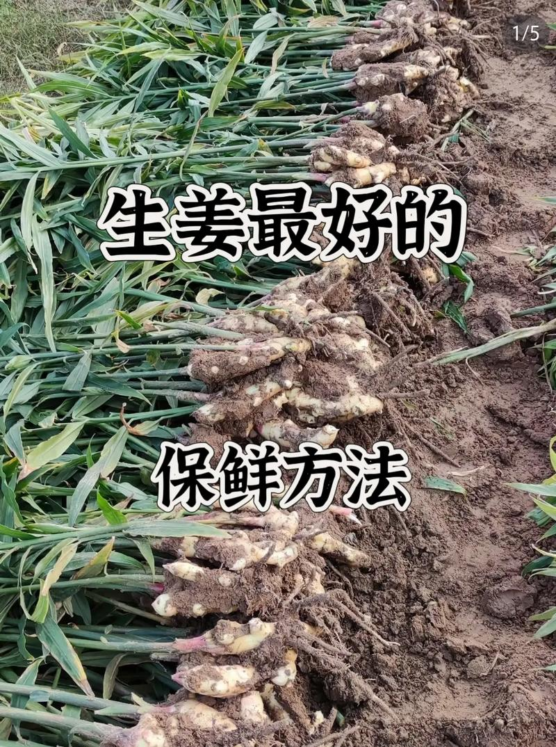 生姜种植技术大全