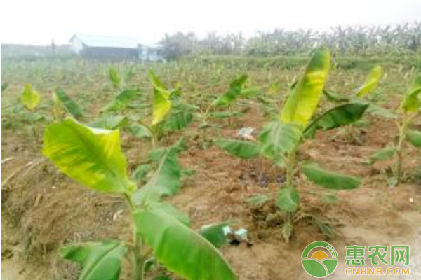 Short powder one miller