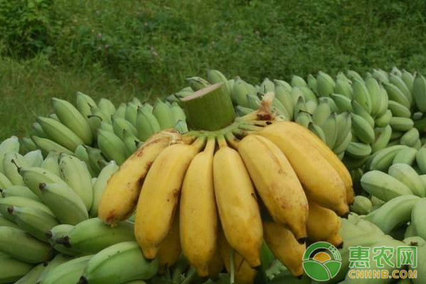 Short powder one miller