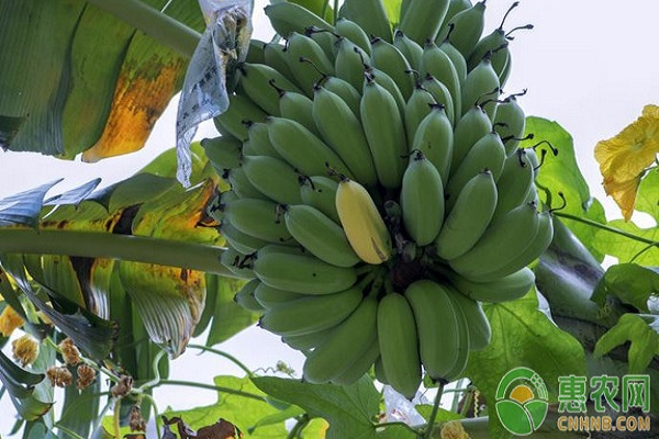 Short powder one miller