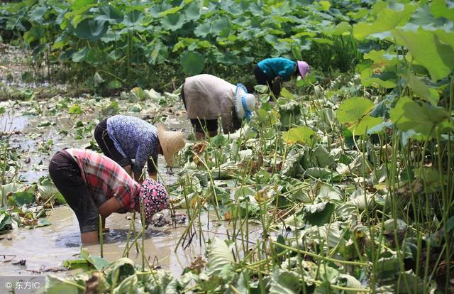 水泥地莲藕种植技术