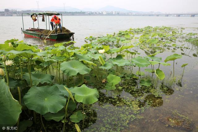 水泥地莲藕种植技术