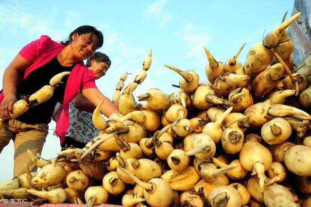 水泥地莲藕种植技术