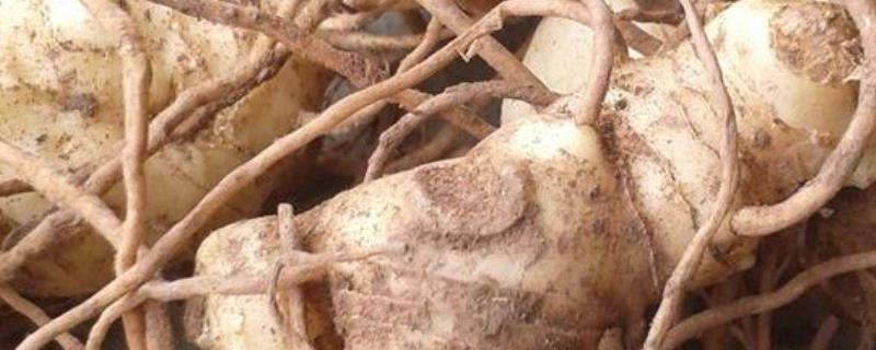 Yellow method of cultivation