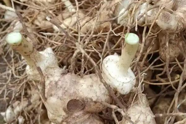 Yellow method of cultivation