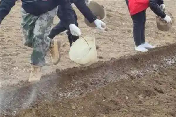 Yellow method of cultivation