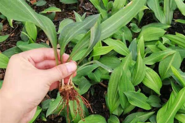 Yellow method of cultivation
