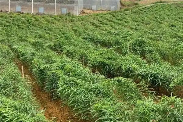 Yellow method of cultivation