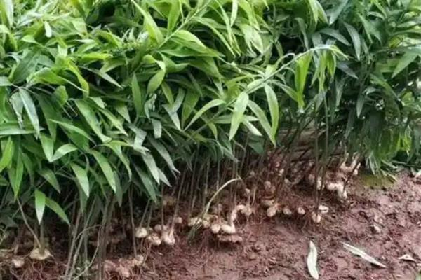 Yellow method of cultivation