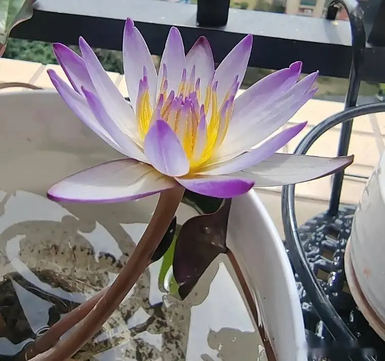 水培碗莲的种植方法