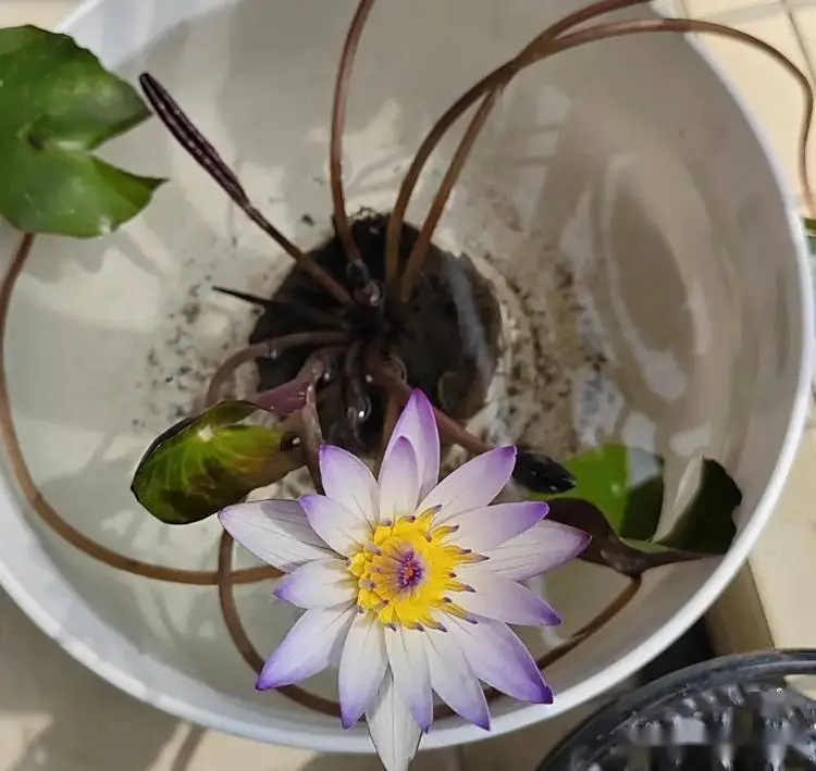 水培碗莲的种植方法