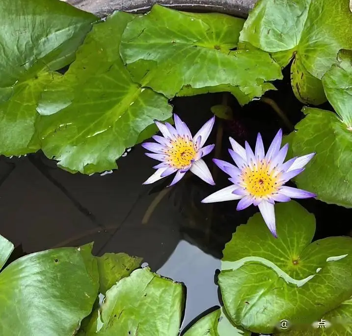 水培碗莲的种植方法