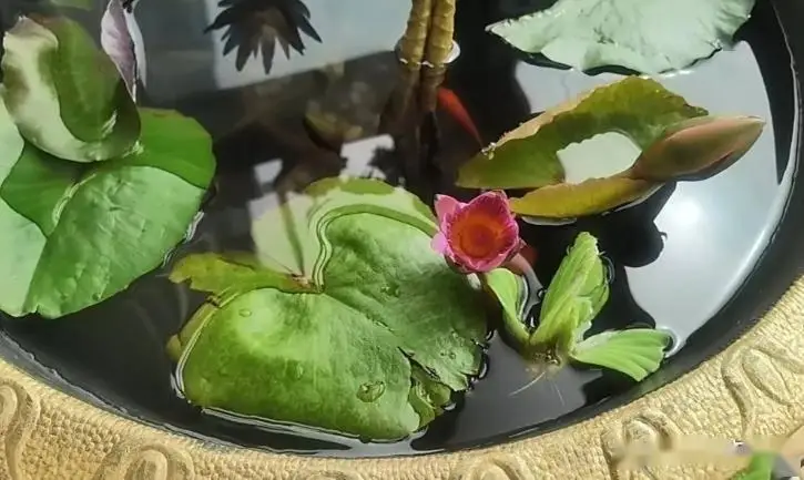 水培碗莲的种植方法