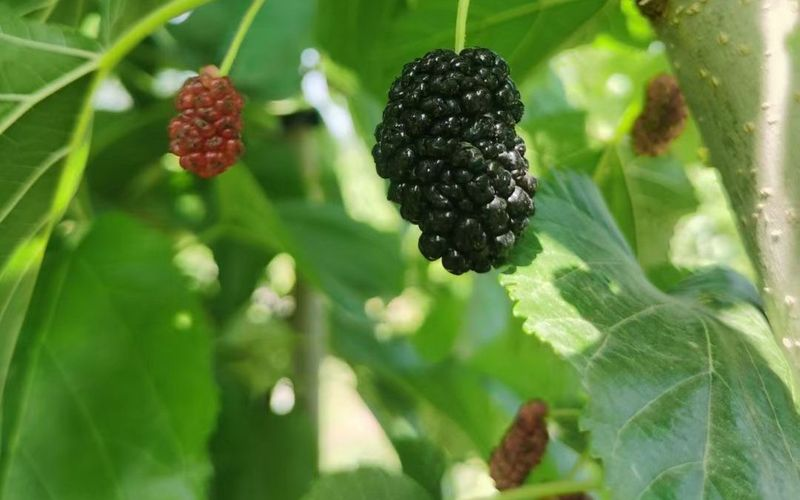 盆栽桑树种植方法