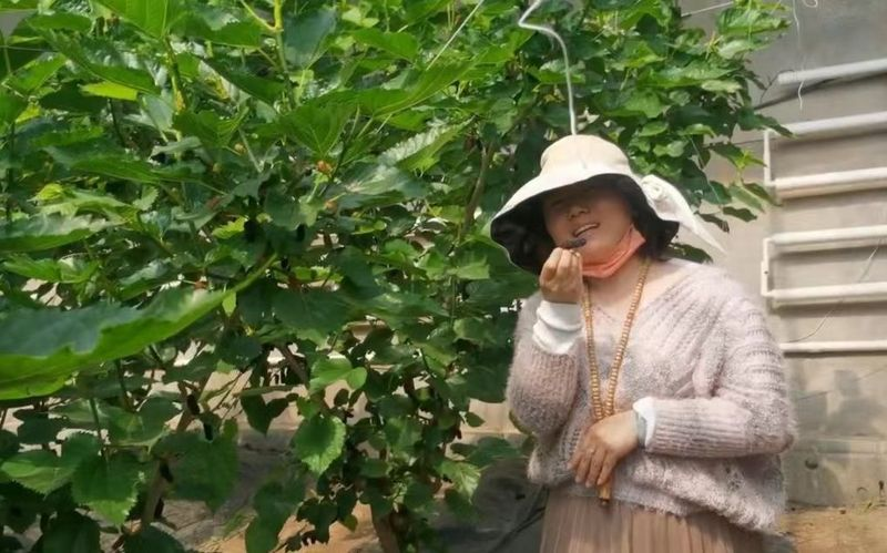 盆栽桑树种植方法