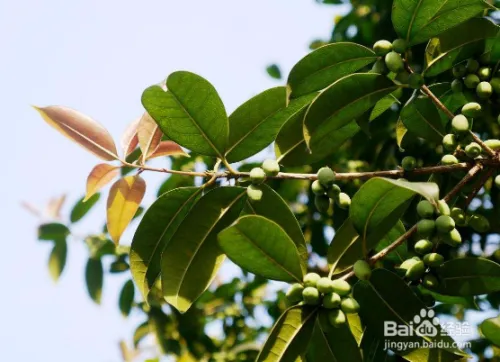 Caucasian fish prices today