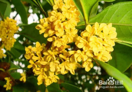 Caucasian fish prices today