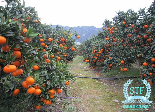 柑橘苗木果树种植管理