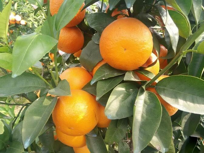 柑橘苗木果树种植管理