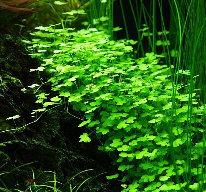 A tutorial on the method of growing grass