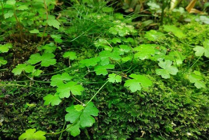 A tutorial on the method of growing grass